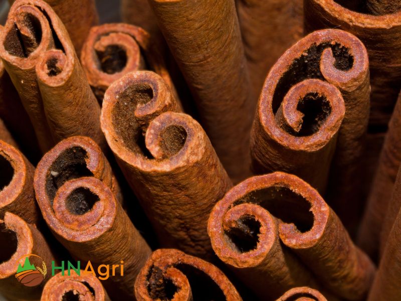 hanoi-cinnamon-trusted-source-premium-cinnamon-products-2